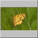 Pseudopanthera macularia - Fleckenspanner 02.jpg